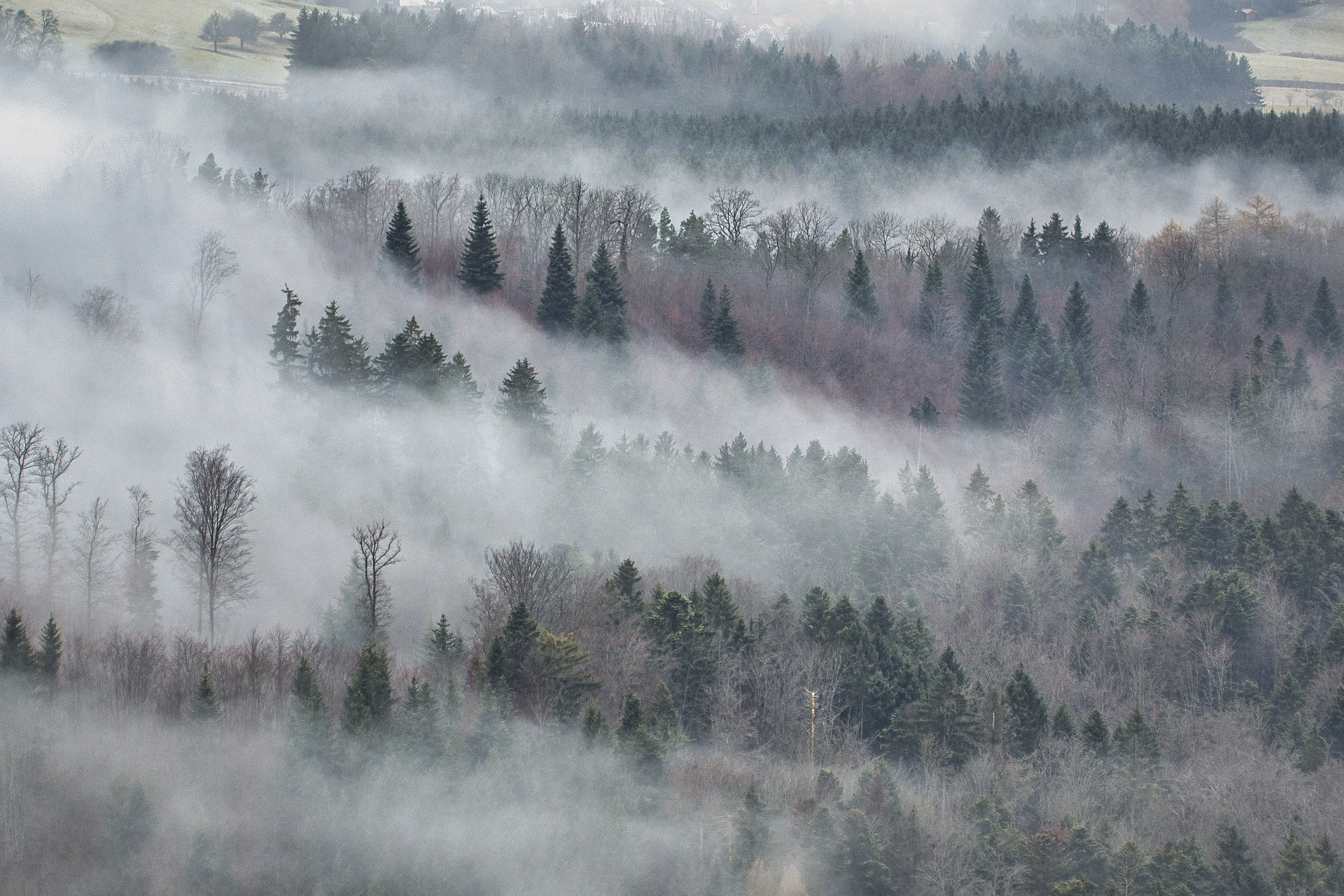 forêt, se perdre, communication, brouillard